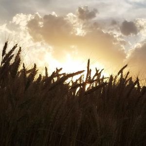 Meet your Posher, Dannon